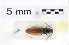 Foto (Dorsalansicht) von Procraerus bicolor (Platia & Gudenzi, 2002) (NHMW-ZOO-COL-0008421)
